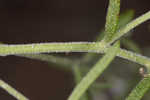 Waxy thoroughwort